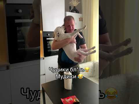 Тэффи души не чает в папе, а папа в ней❤️ для него Тэффи самая красивая и лучшая девочка😍 #amstaff