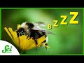 Understanding Bee Behavior and Time Perception