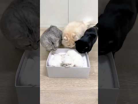 she gave birth to three adorable white kittens! 🐱🤍
