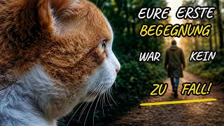 Warum deine Katze dich wirklich ausgesucht hat: Die verborgene Bestimmung eurer Begegnung