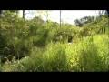 Wetlands and Their Ecological Importance