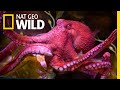 Octopus Biology and Behavior