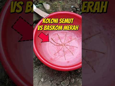 KOLONI SEMUT VS BASKOM MERAH 🐜 #eksperimen #semut #semutkecil #semuthitam #semutapi
