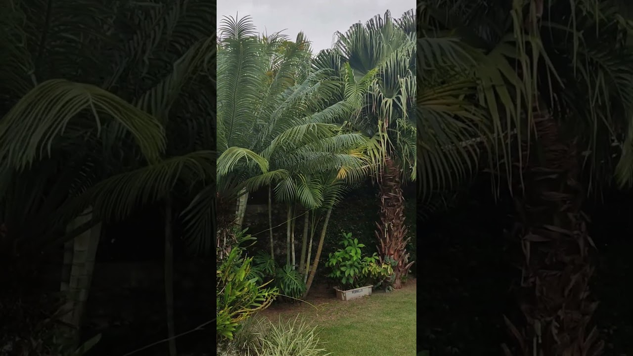 Vídeo