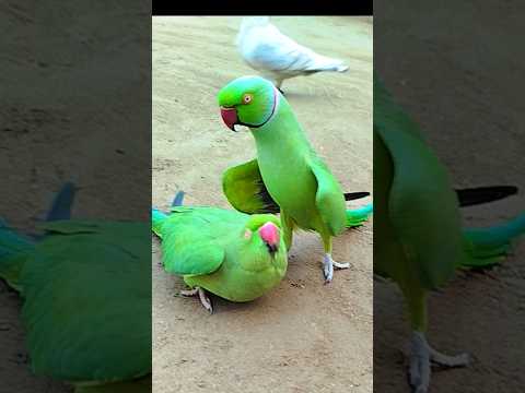 Parrot Jora Ringneck Show Male Female #shorts #fantasticparrot