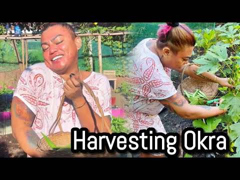 Harvesting Okra | Farm life update..buhay probinsya