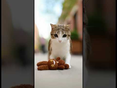 Meowl🥹❤️ #cat #cute #ai #shorts