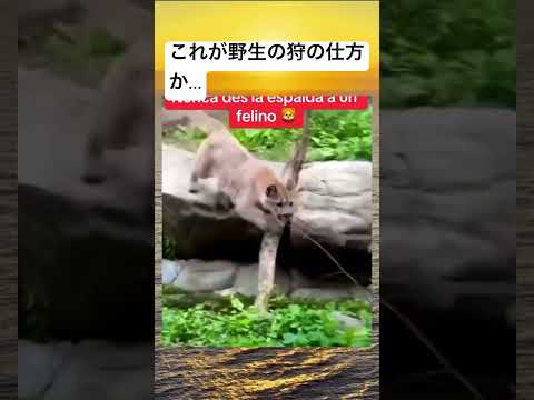 強化ガラスが無かったら😨#動物#野生の狩りの仕方#すごい #おすすめに乗りたい #バズれ #恐怖動画