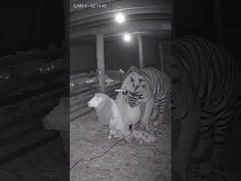 Tiger PART-TIME SHAVING?💈トラがアルバイトで毛を剃る?🤔बाघ पार्ट-टाइम हजामत कर रहा है?😮#shorts #cctv #catvstiger