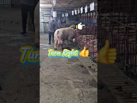 Turn right ok👍 #pigsisbeautiful #pig #piggy #farm #piglet #farming#video #animals#pigging#subscribe