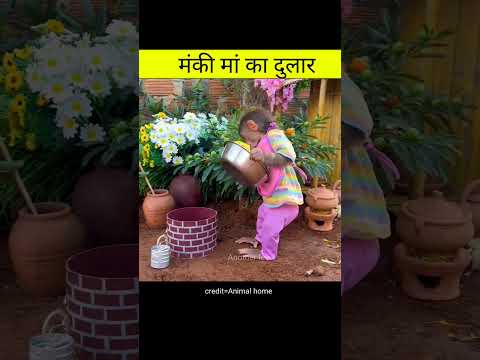 मंकी मां का दुलार | Amazing videos in hindi #shorts