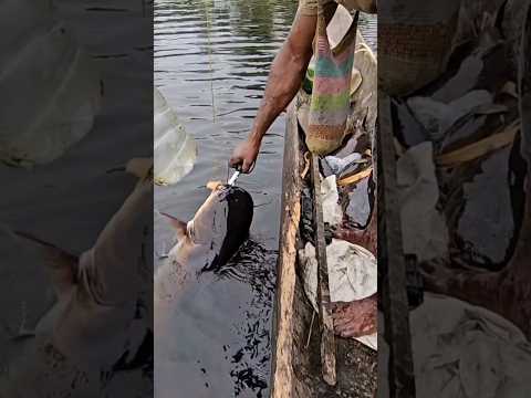 Wow! get big fish