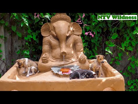 Build Dog House In Ganesha Statue For My Pity Puppies