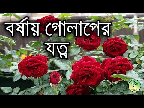 বর্ষায় গোলাপের যত্ন / Rose care in monsoon / roof gardening / 4K Video