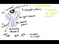 Antibody Structure and Function