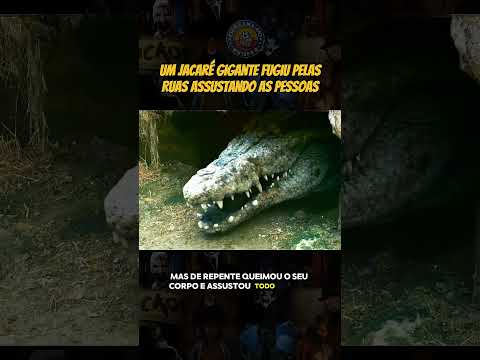 Um jacaré gigante fugiu pelas ruas pt 1 #shorts
