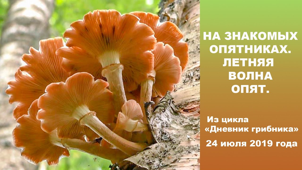 На знакомых опятниках. Летняя волна опят. 24 июля 2019 года
