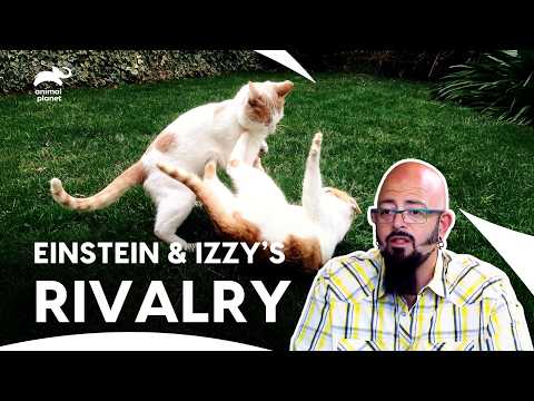 Cats Rivalry: Can Jackson Bring Peace To This Couple Home?| My Cat From Hell हिंदी | Animal Planet