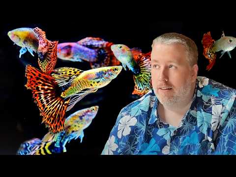 10 Secrets to Success with Fancy Guppies | Complete Guide