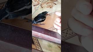 một chú chim đang đói bụng.thương quá.
