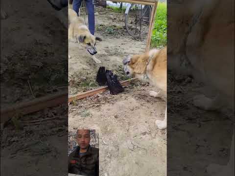 Dog Prank #dailyshorts #dailyviralvideos #shortsfeed #shortsviral