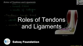 Roles of Tendons and Ligaments