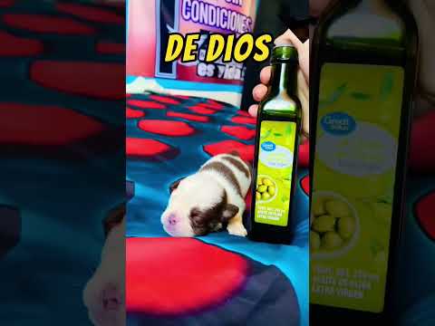 pobre #perritos #perros #mascotas #perroshermosos