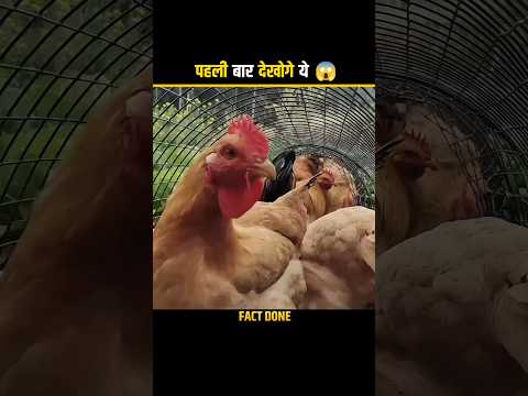 The Tunnel Of Chickens 🤯 #shorts