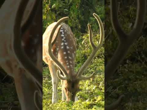 live animal cam | deer video | #deer #animals #nature #animalsounds #wildlife