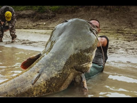 Siluro Mostro da 120 kg lungo 2.52 metri - HD by Catfishing World