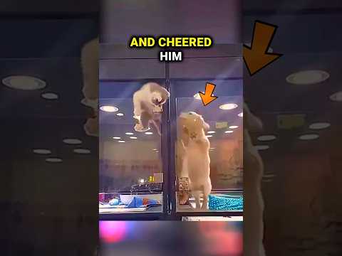 This kitten tried to escape but then this happened!😲💖😇