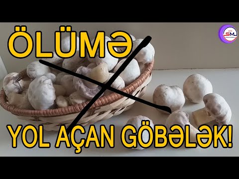 Göbələk seçərkən mütləq bunlara diqqət edin