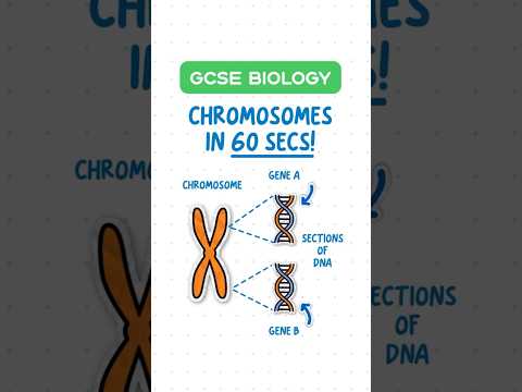 GCSE Biology- Chromosomes in 60 seconds! 🧬