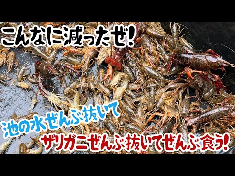 こんなに減ったぜ！池の水ぜんぶ抜いてザリガニぜんぶ抜いてぜんぶ食う！