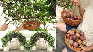 How to grow passion fruit at home without a garden, easy for beginners