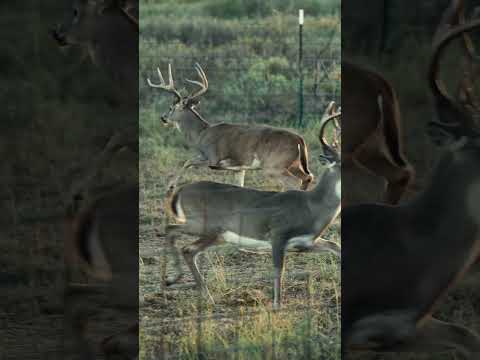 “Ashes to ashes, dust to dust.” How far do you think he ran? #deerhunting #bowhunting  #hunting