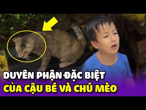 Duyên phận Đặc Biệt của Cậu Bé và Chú Mèo Hoang 🥰