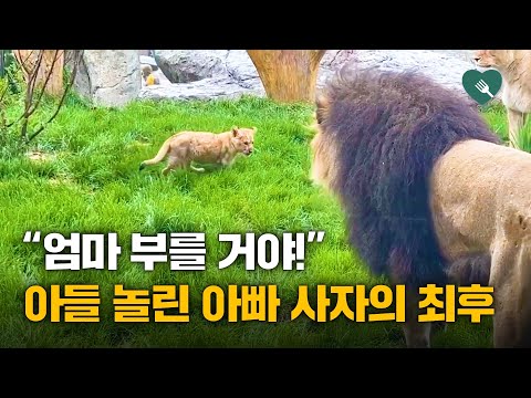 아들 놀린 아빠 사자의 최후