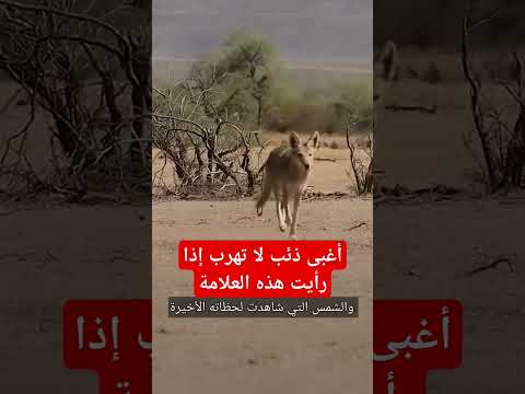 أغبى ذئب لا تهرب إذا رأيت هذه العلامة #قصة #حيوانات #ترند #animals #wildlife