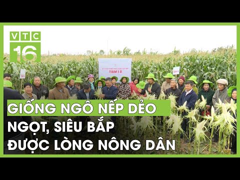 GIỐNG NGÔ NẾP DẺO NGỌT, SIÊU BẮP ĐƯỢC LÒNG NÔNG DÂN | VTC16