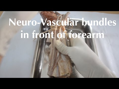 RELATION OF NVB IN FRONT OF FOREARM