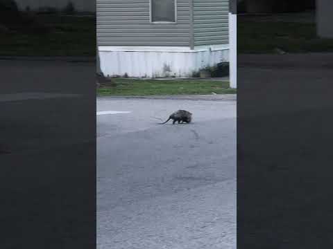 The Weird Opossum!