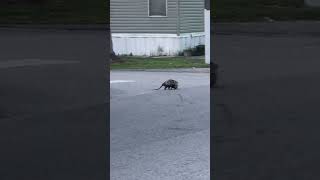 The Weird Opossum!