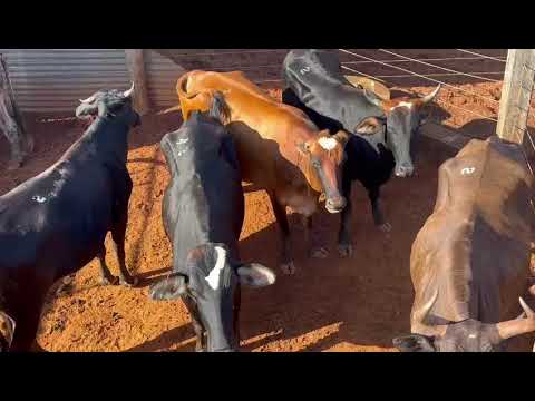LOTE 02 