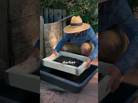 Here's how @jacquesinthegarden make his peppers grow faster...
