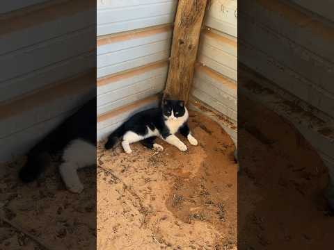 لقى النعمه😐🤣🐈⬛❤️
