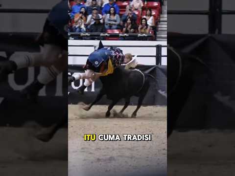 Banteng Benci Warna Merah? Mitos atau Fakta? #alam #adubanteng