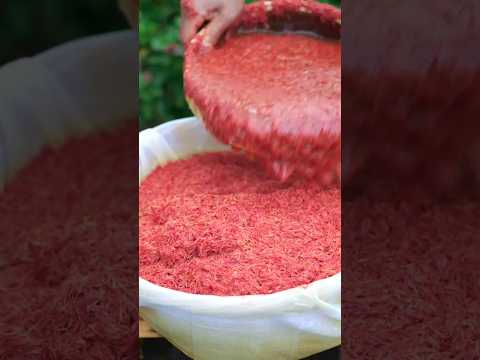 This is how beauty powder is made in Korea. || #shortsvideo #shortsfeed
