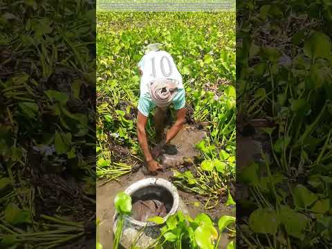 Hands Deep in Mud: Why This Farmer’s Water Harvest Is More Than Just Fish