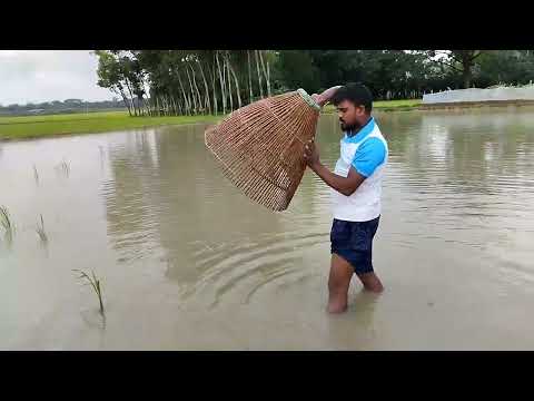 Real Amazing Big Sheat Fish Hunting | Best Polo Fishing #1k
